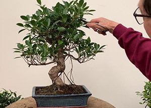 How to take care of Bonsai Plants?